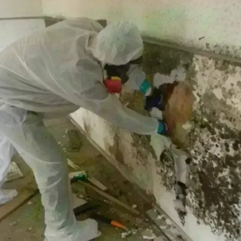 Mold Remediation and Removal in Bloomington, IN